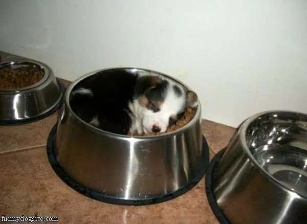 Just A Bowl Of Puppy
