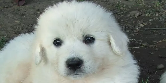 Slovensky Cuvac puppy closeup