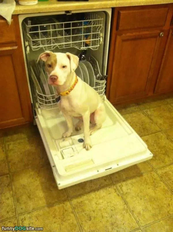 Sitting On The Dish Washer