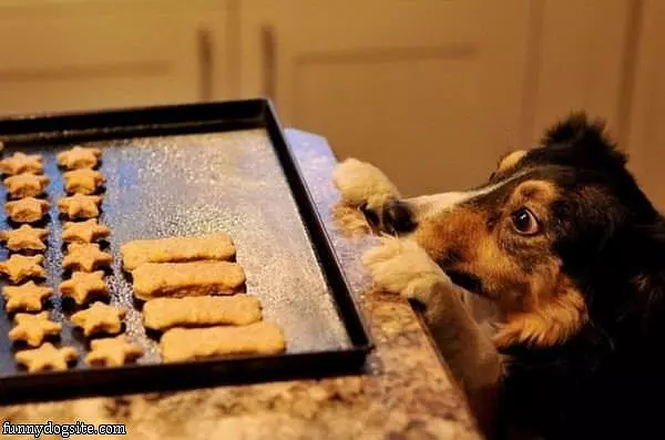 Dog Wants Those Cookies