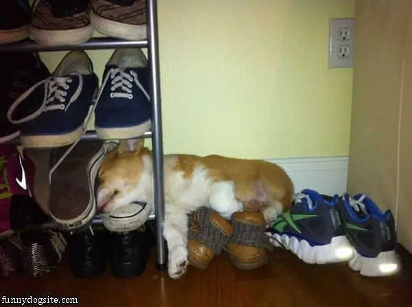 Asleep On The Shoes