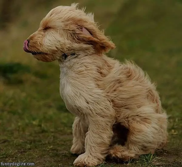 Dog Wind