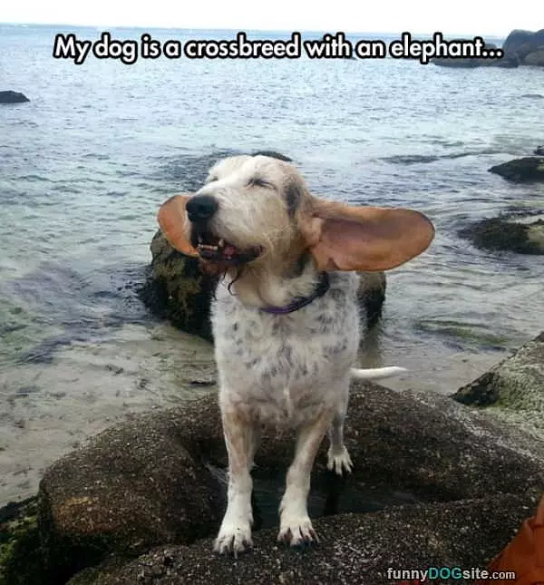 Elephant Dog