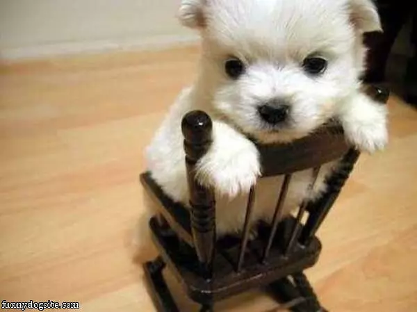 Little Tiny Rocking Chair