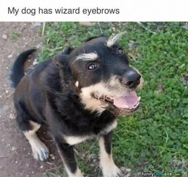 Wizard Eyebrows