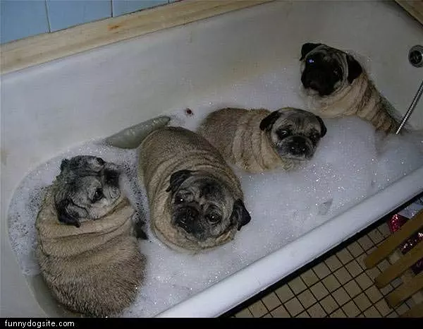 Bath Pugs