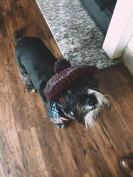This Dog Loves His New Hat