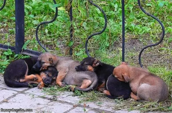 Puppy Sleeping Chain