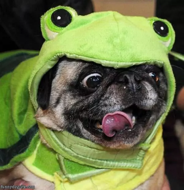 Frog Pug