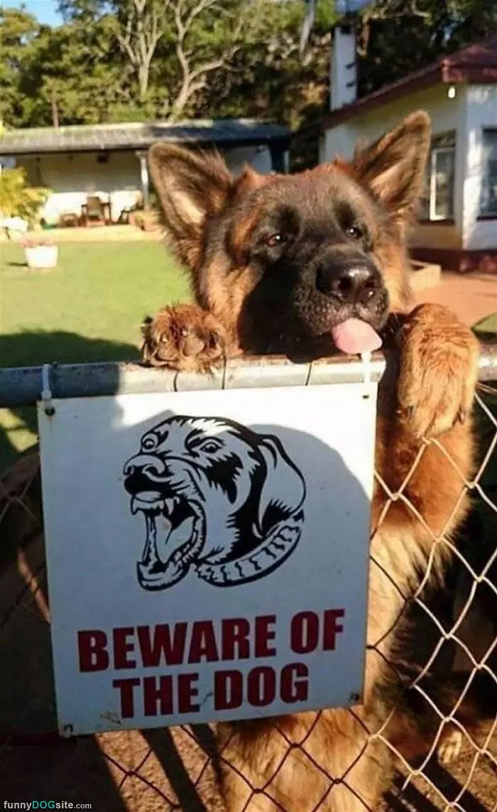Beware This Dog