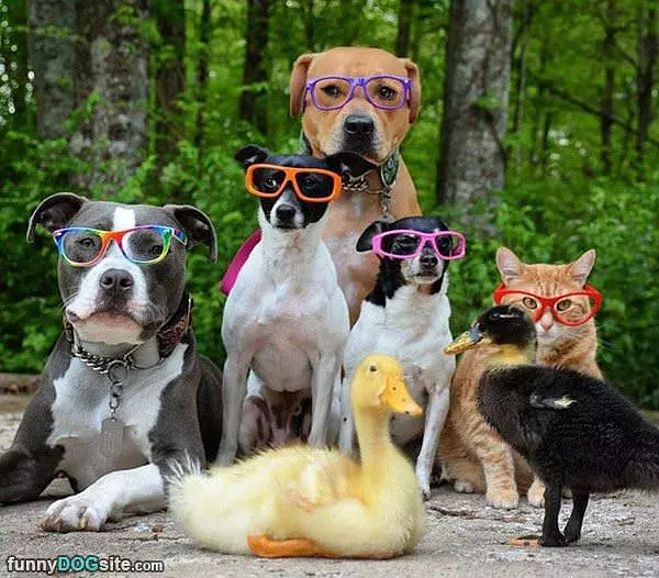 All These Cool Dogs