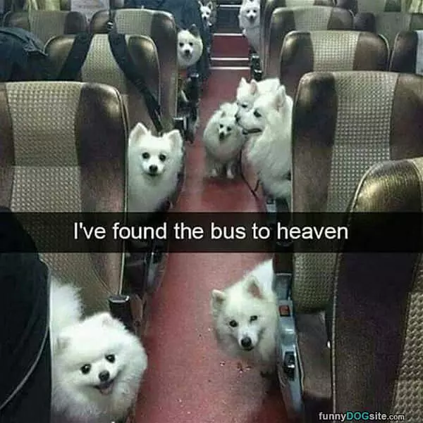 Found The Bus To Heaven