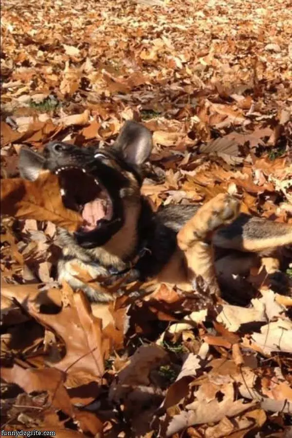 This Dog Loves Fall