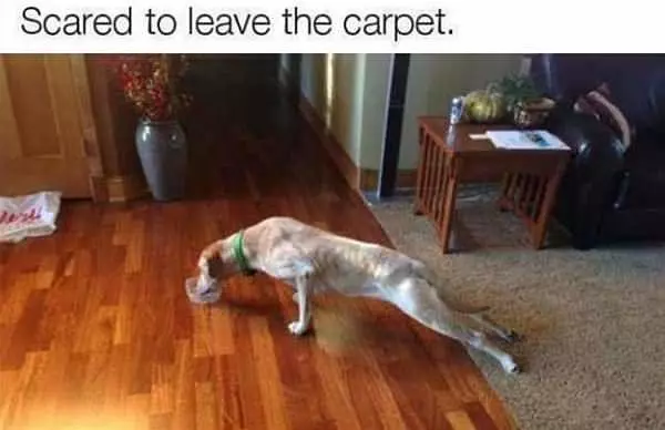 I Do Not Want To Leave The Carpet